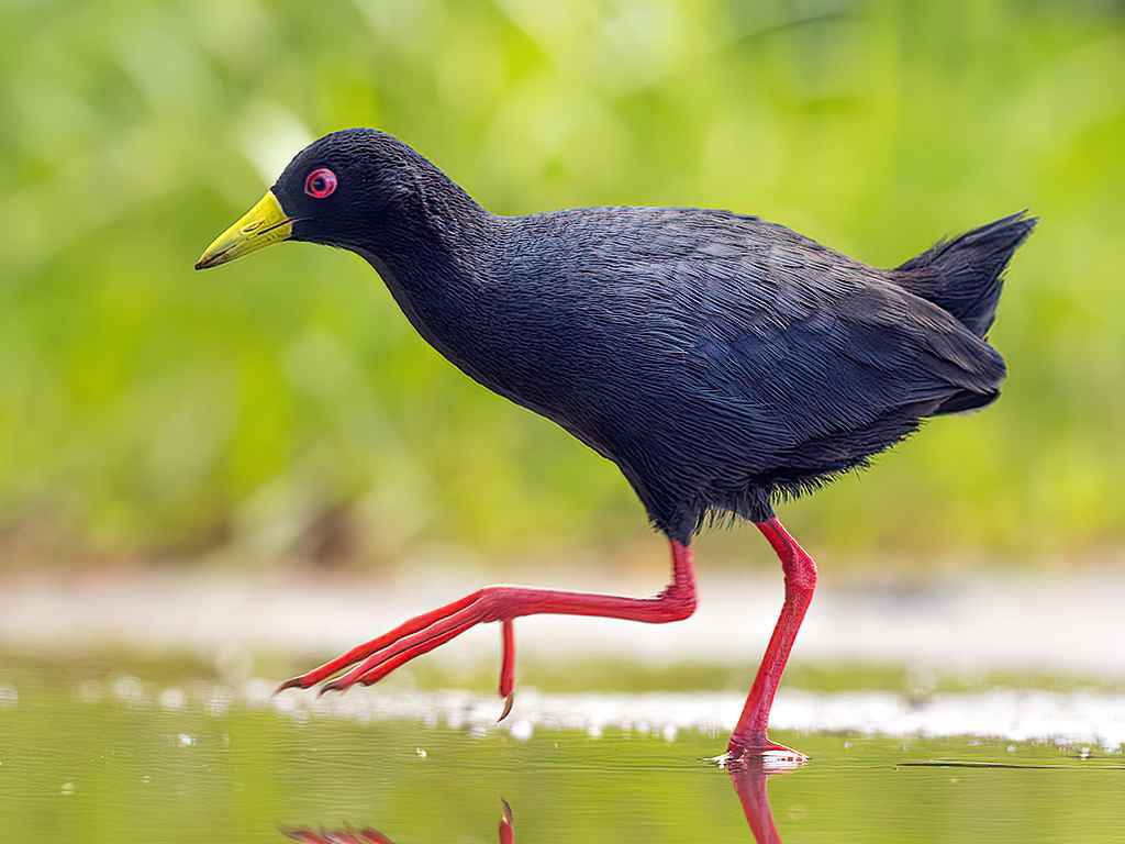 Black Crake